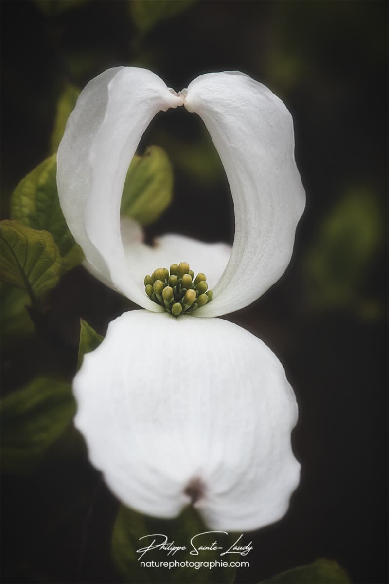 Fleur de cornouiller en gros plan