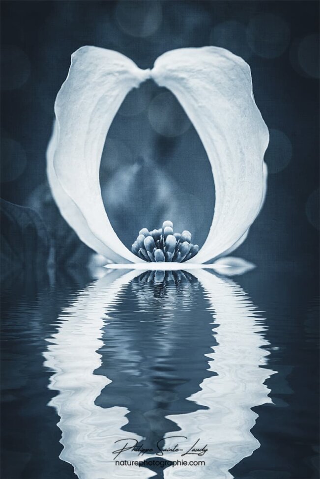 Reflet d'une fleur blanche