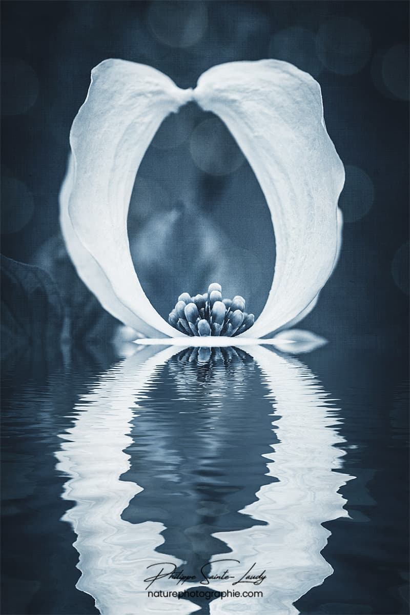 Reflet d'une fleur blanche