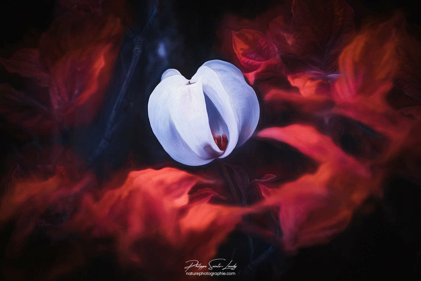 Paintographie sur une fleur de cornouiller fermée