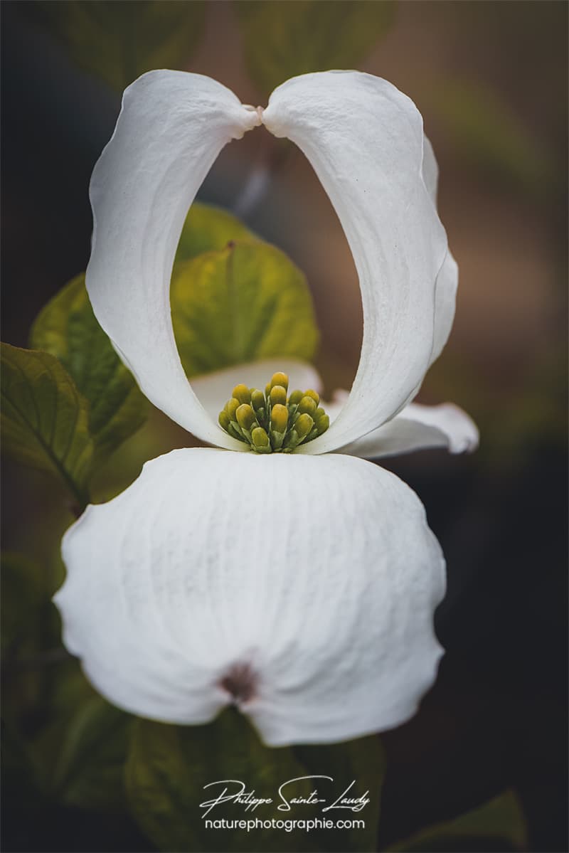 Fleur ouverte de cornouiller