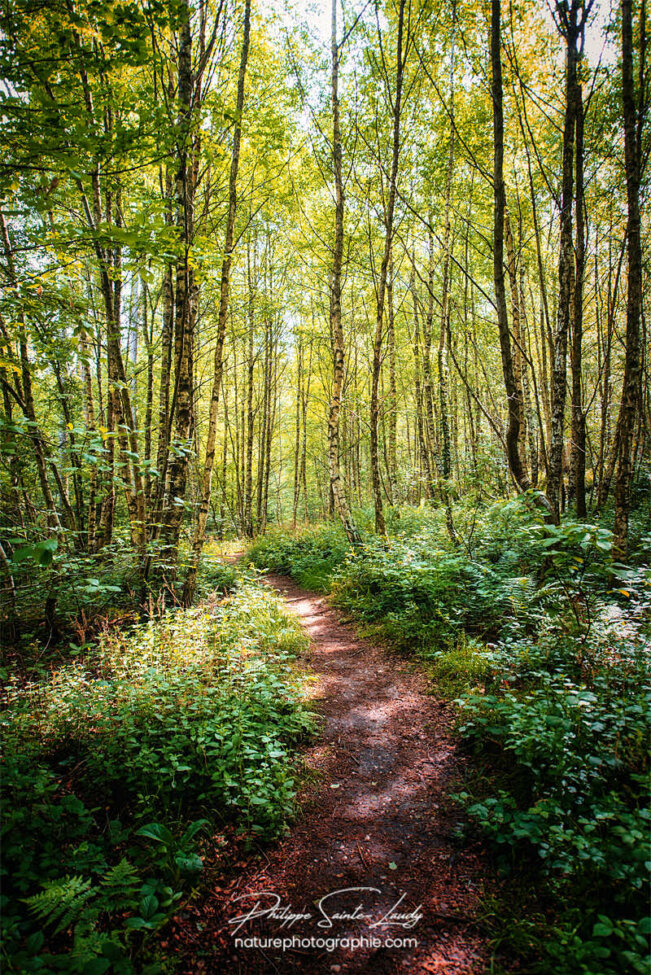 Chemin en sous-bois