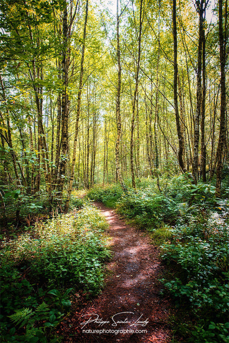 Chemin en sous-bois