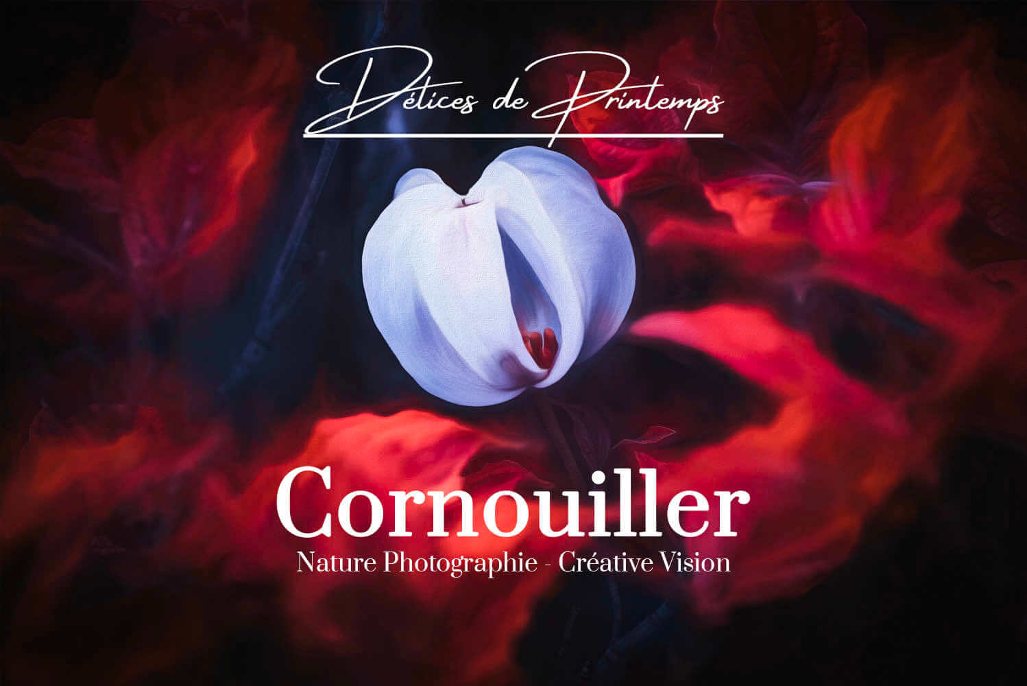 Photos de cornouiller