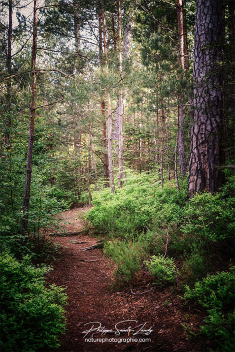 Sentier en forêt