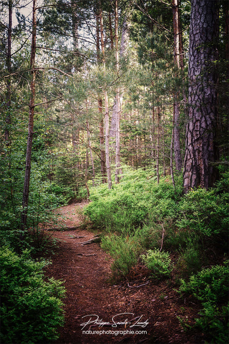 Sentier en forêt