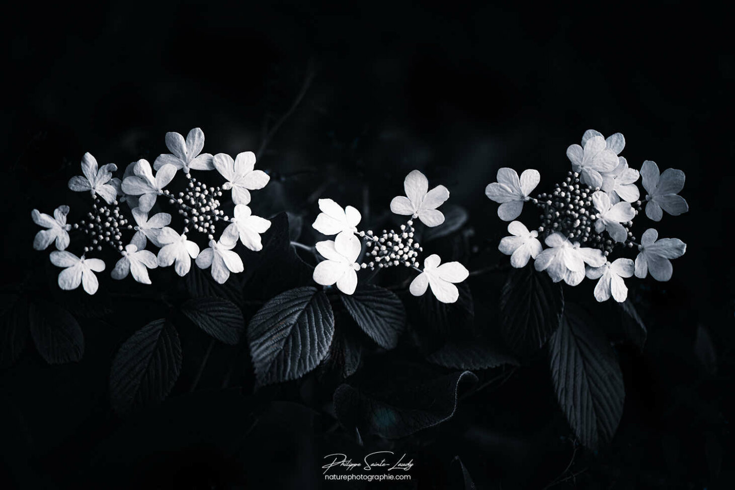 Ligne de fleurs d'hortensia