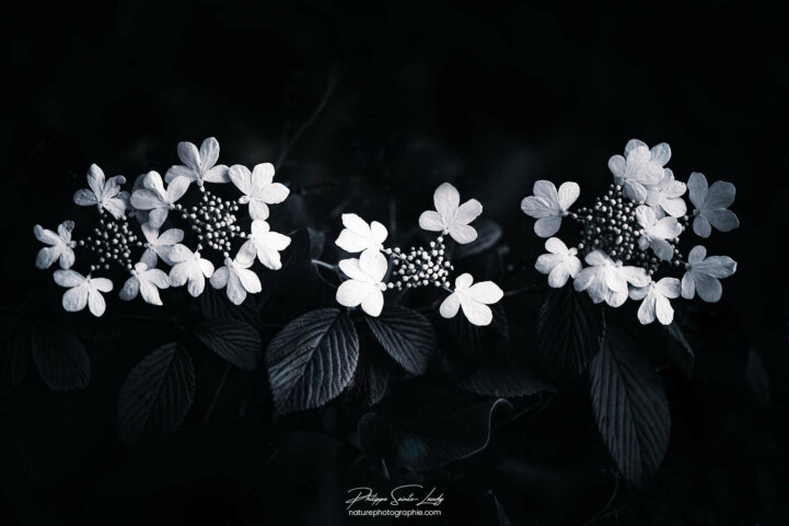 Ligne de fleurs d'hortensia