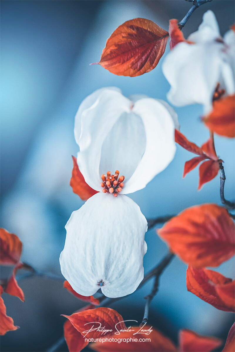 Fleur blanche de cornouiller