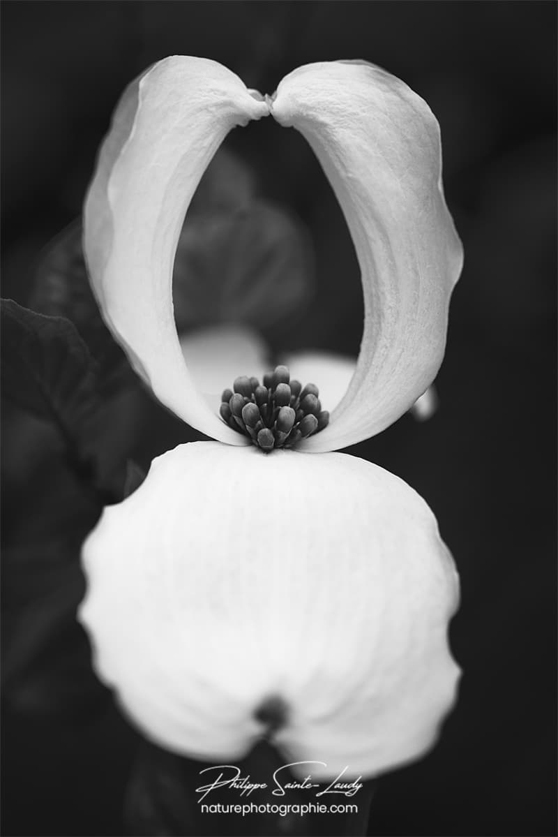Fleur de cornouiller en noir et blanc