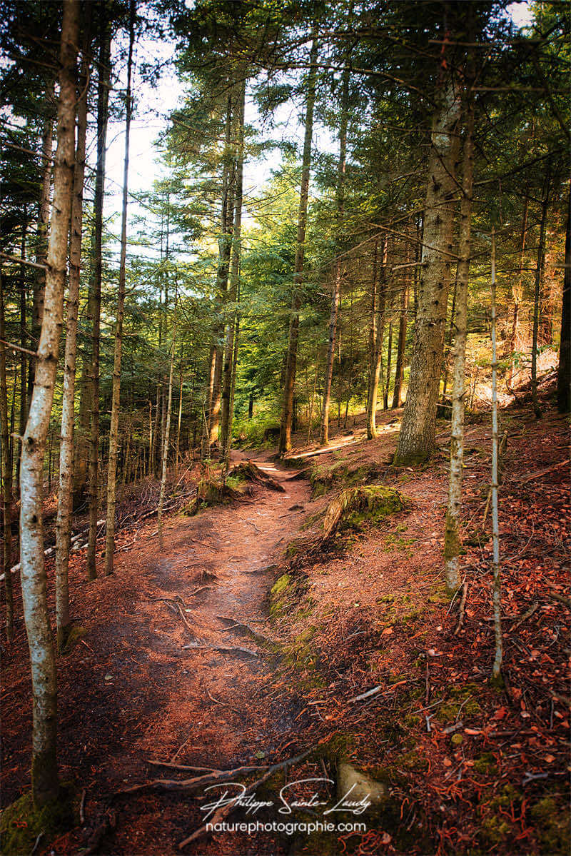 Balade en forêt