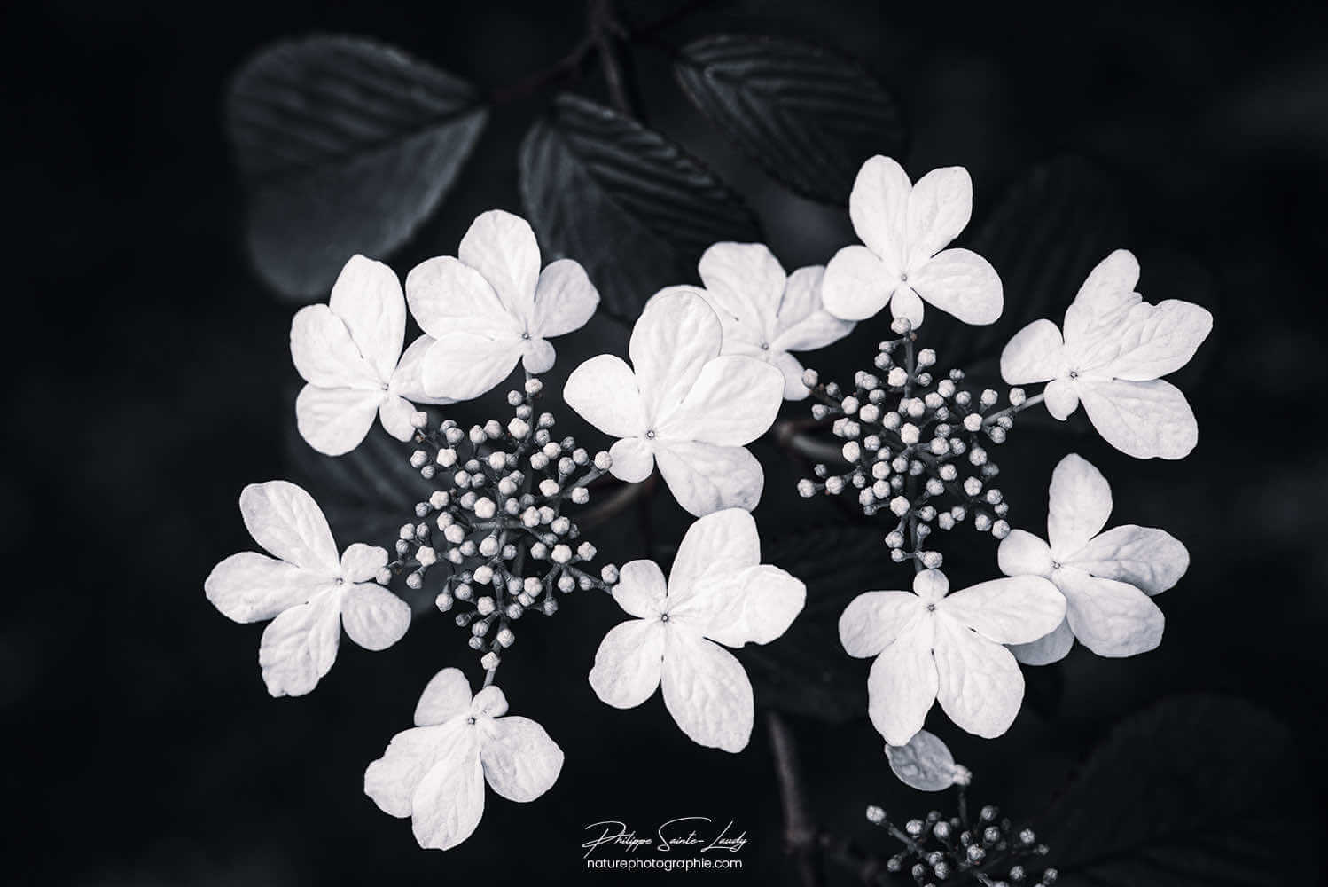 Hortensia en noir et blanc
