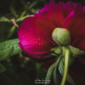 Dark Side Pivoine de dos