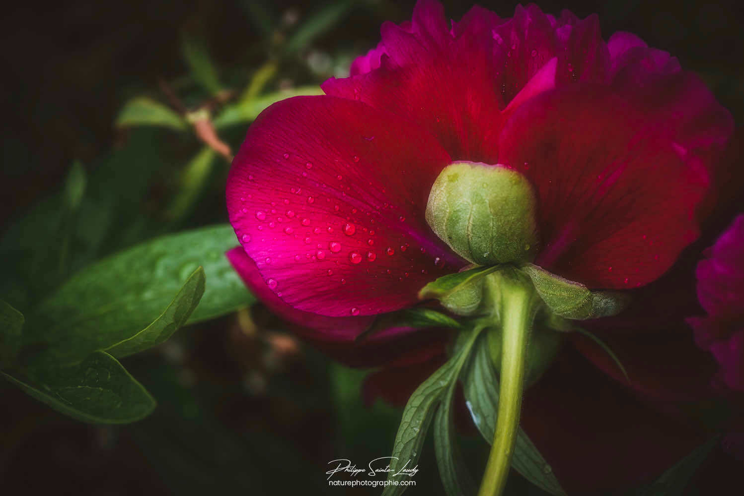 Pivoine de dos