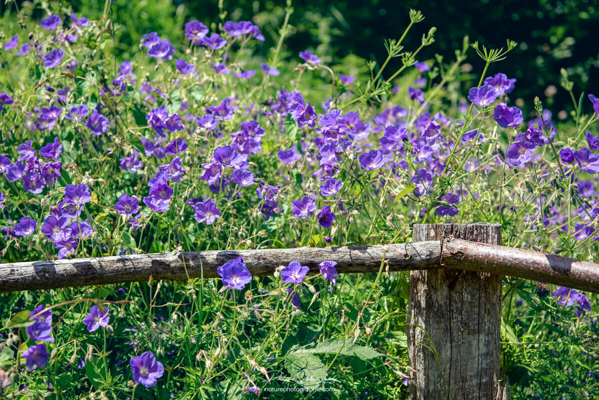 Fleurs violette