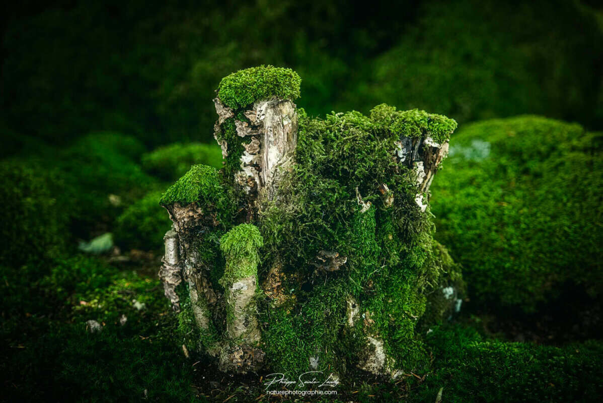 Mousse en forêt