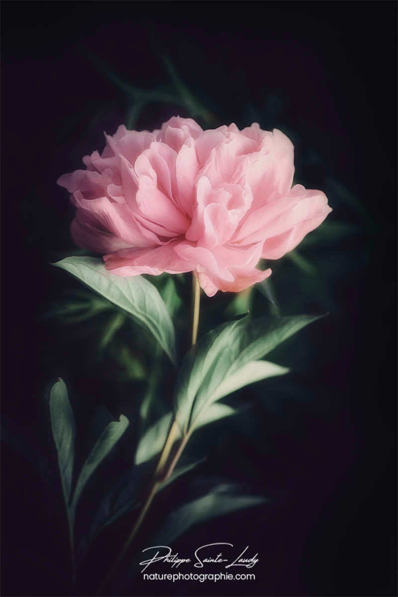 Portrait d'une pivoine