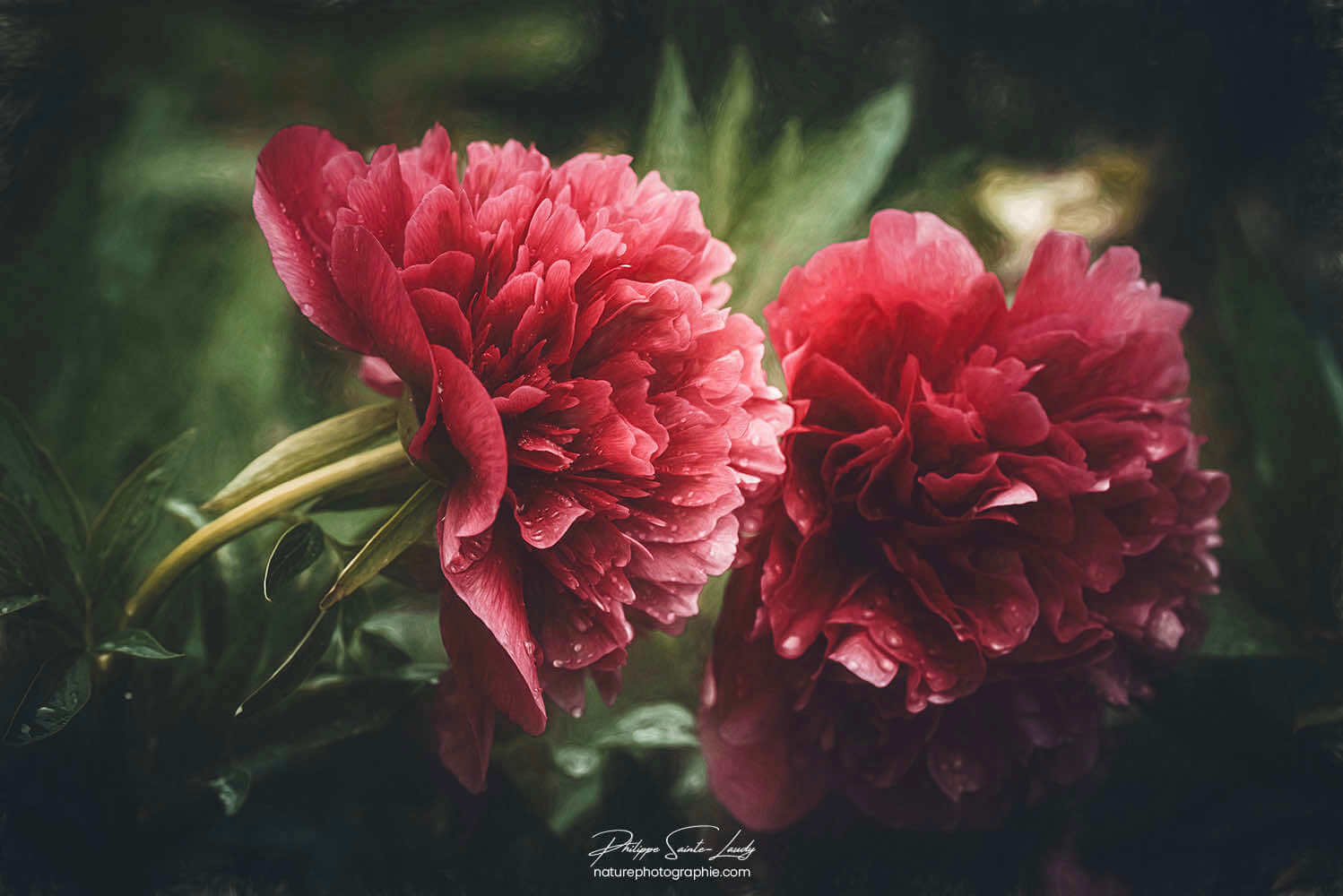 Deux pivoines rouge