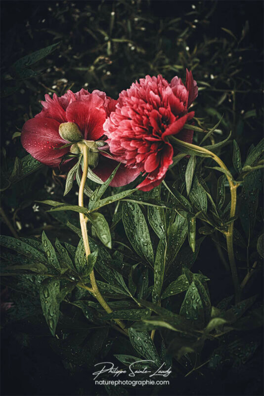 Pivoine sous la pluie