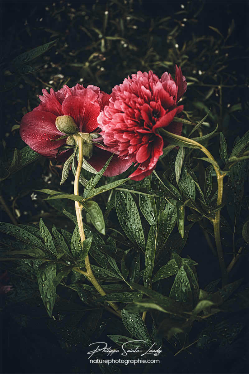 Pivoine sous la pluie