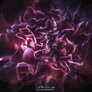 Peony Head Pivoine en très gros plan