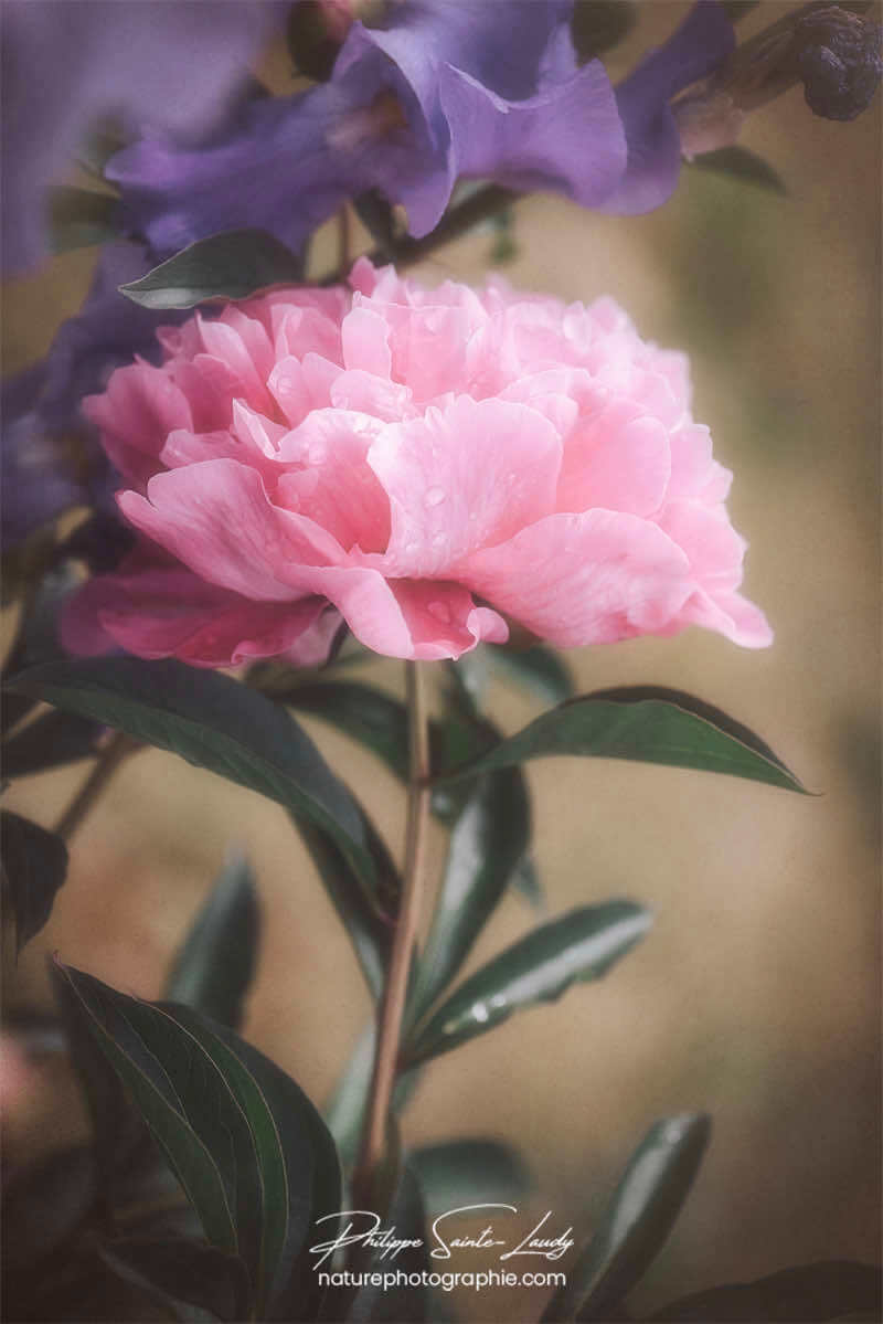 Photo de pivoine tout en douceur