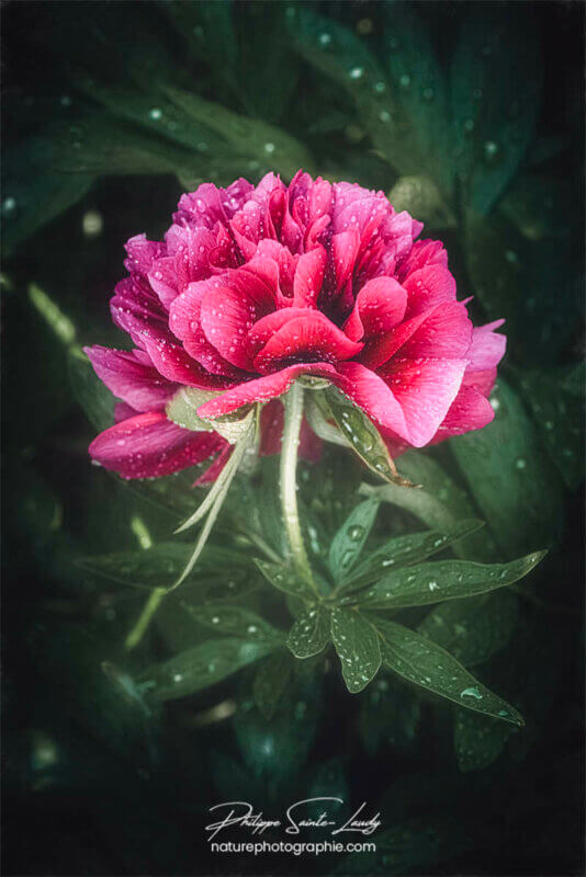 Rosée sur une pivoine