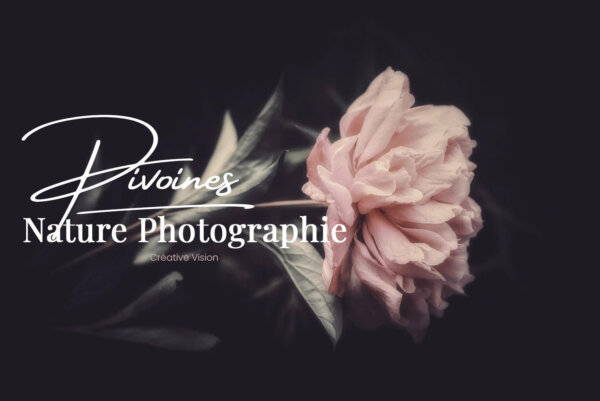 Photo-de-pivoine Photo de pivoine