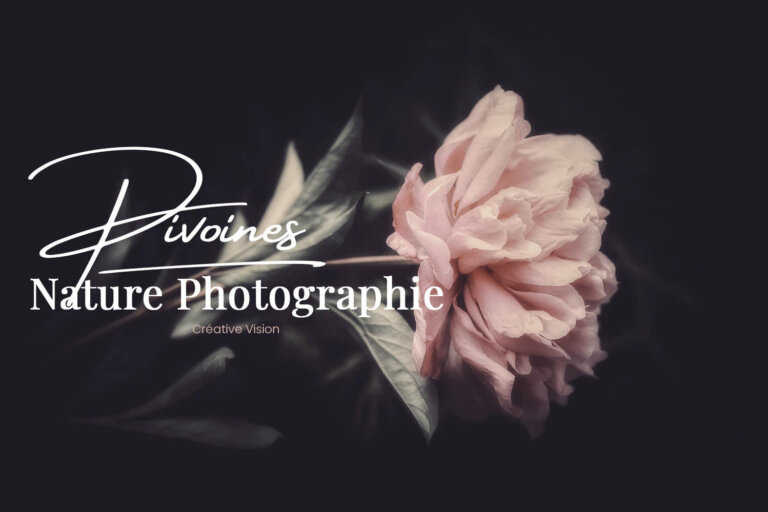 Photo de pivoine
