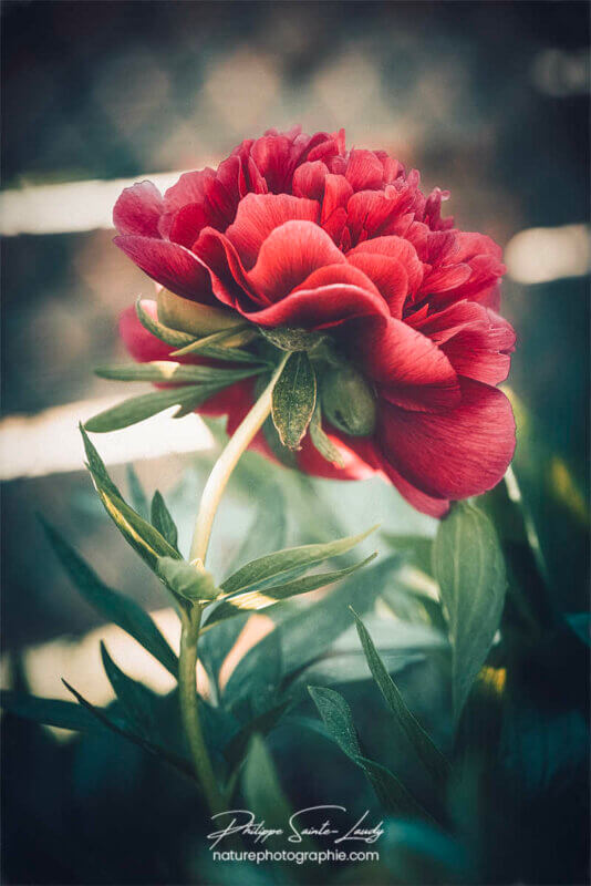 Pivoine dans le jardin