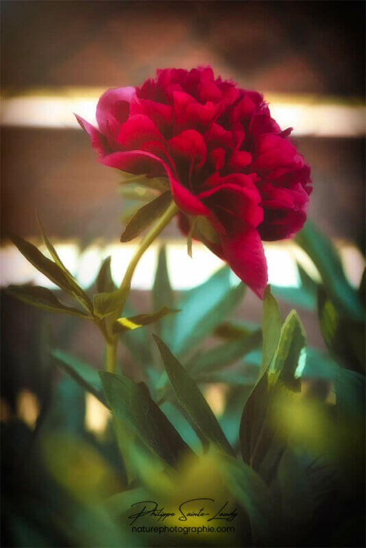 Pivoine rouge de profil