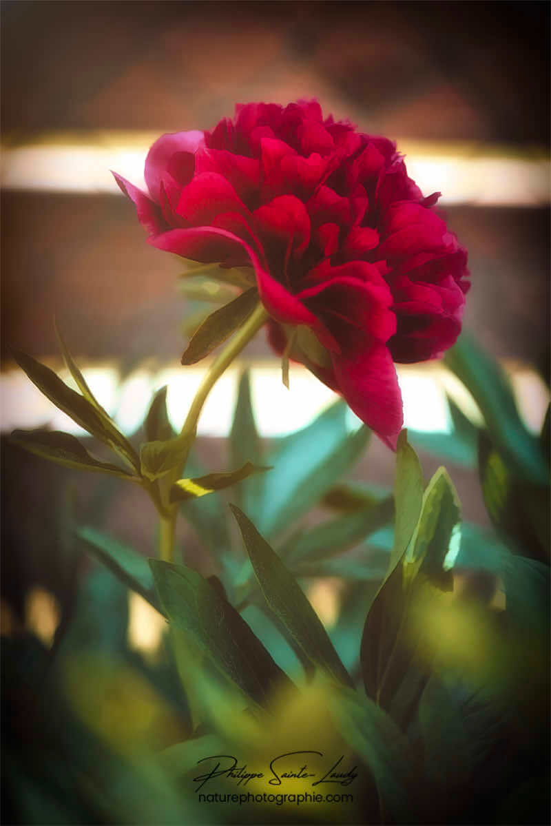 Pivoine rouge de profil