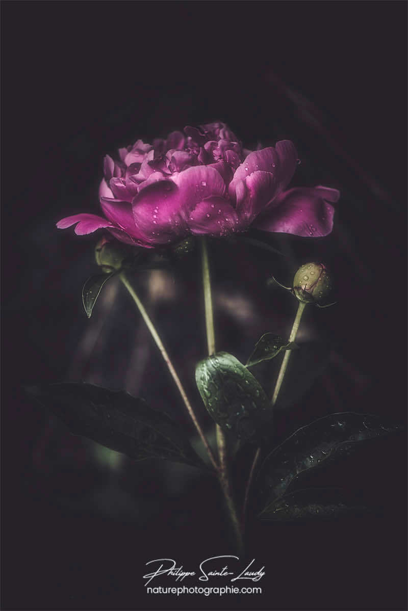 Pivoine violette