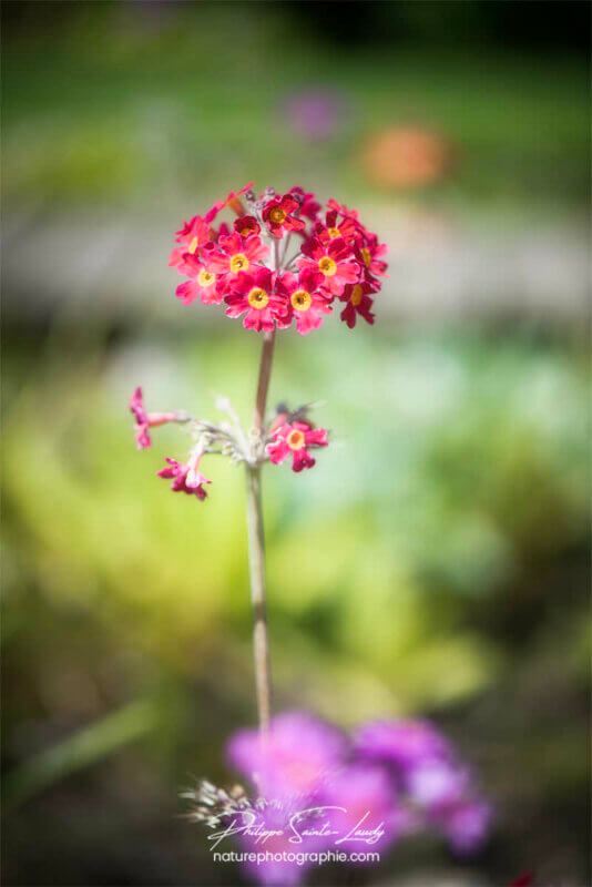 Fleur d'été