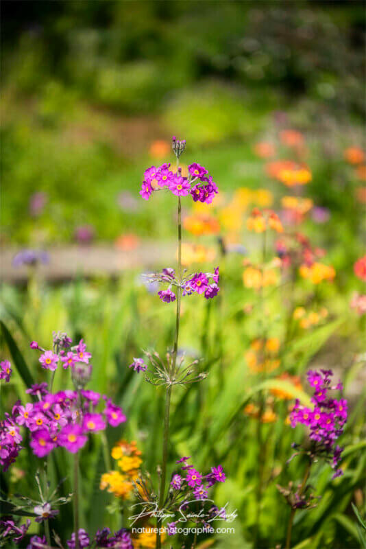 Fleurs de prairie