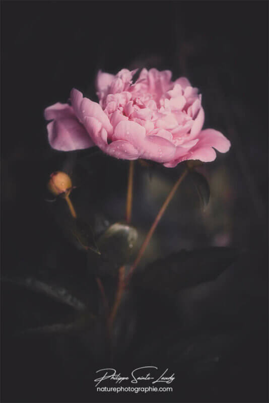 Pivoine sur fond sombre