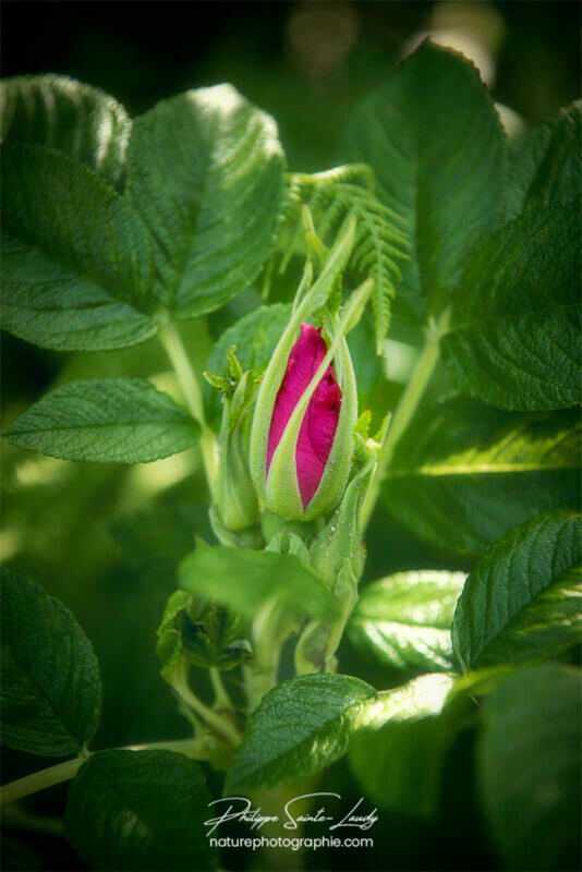 Naissance d'une fleur