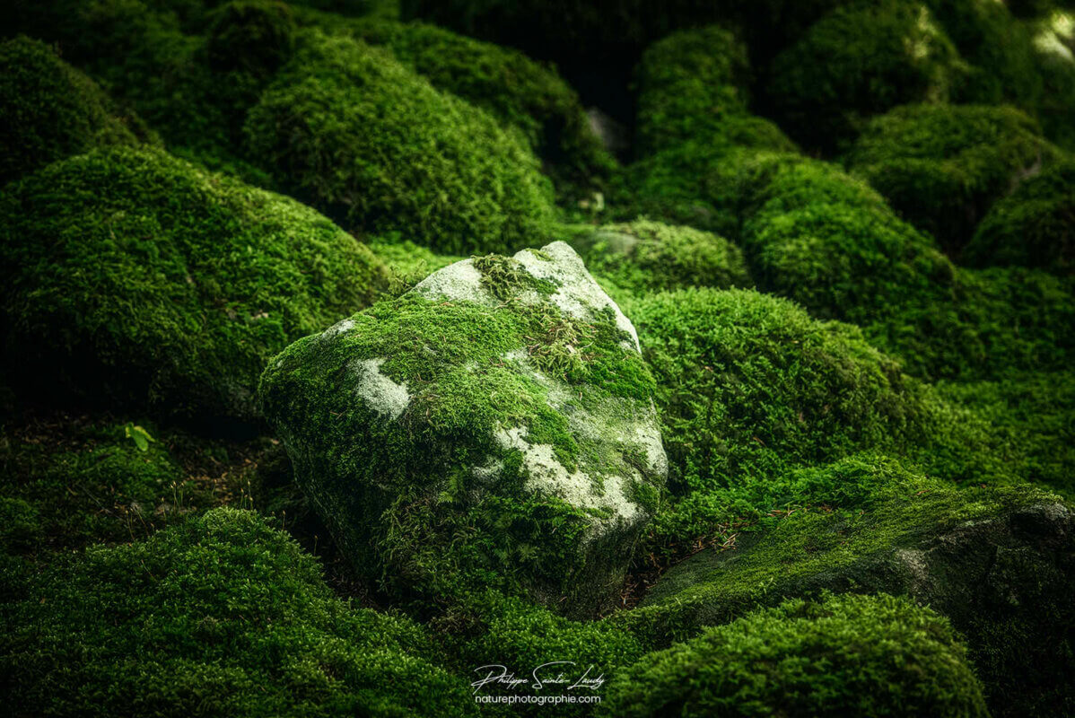 Tapis de mousse en forêt