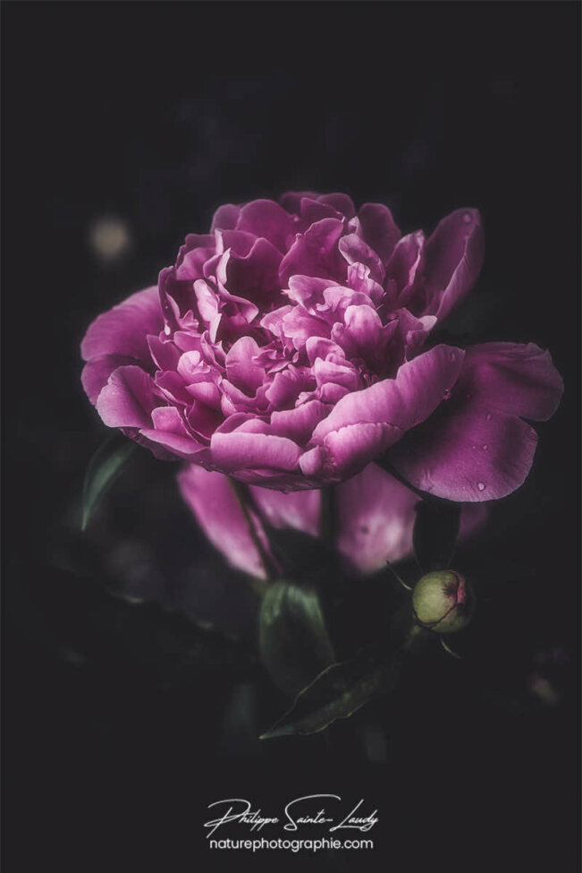 Tête de pivoine violette