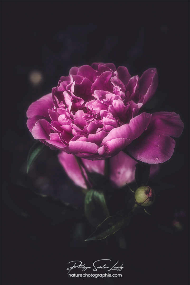 Tête de pivoine violette