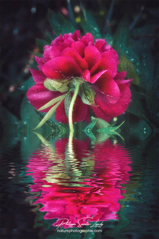 Pivoine dans l'eau