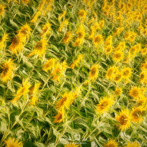 Motif répétitif de tournesols