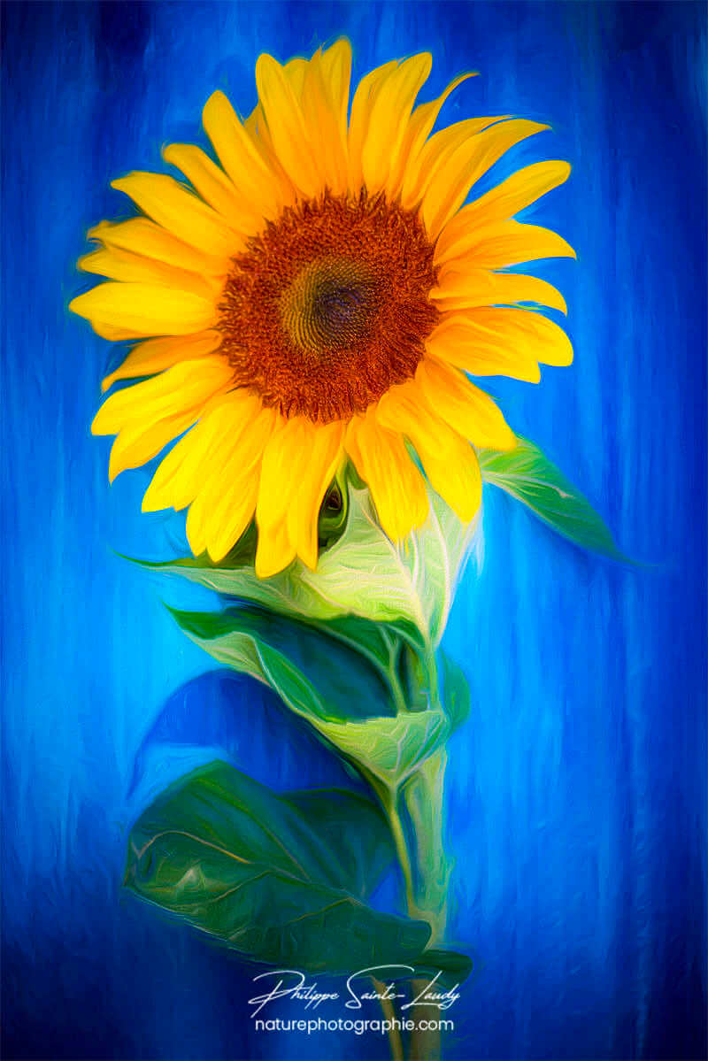 Paintography d'un tournesol