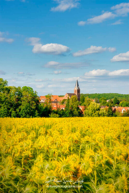 Tournesols devant un village Alsacien