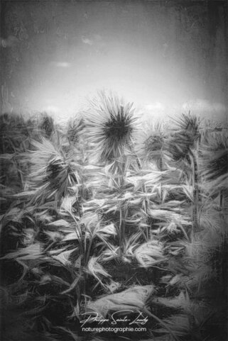 Tournesols en noir et blanc