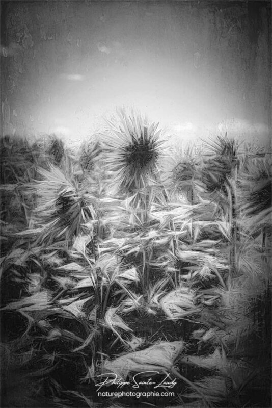 Tournesols en noir et blanc