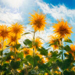 Effet Photoshop sur des tournesols