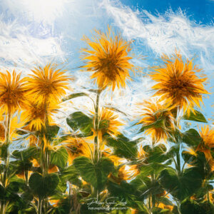 Effet Photoshop sur des tournesols