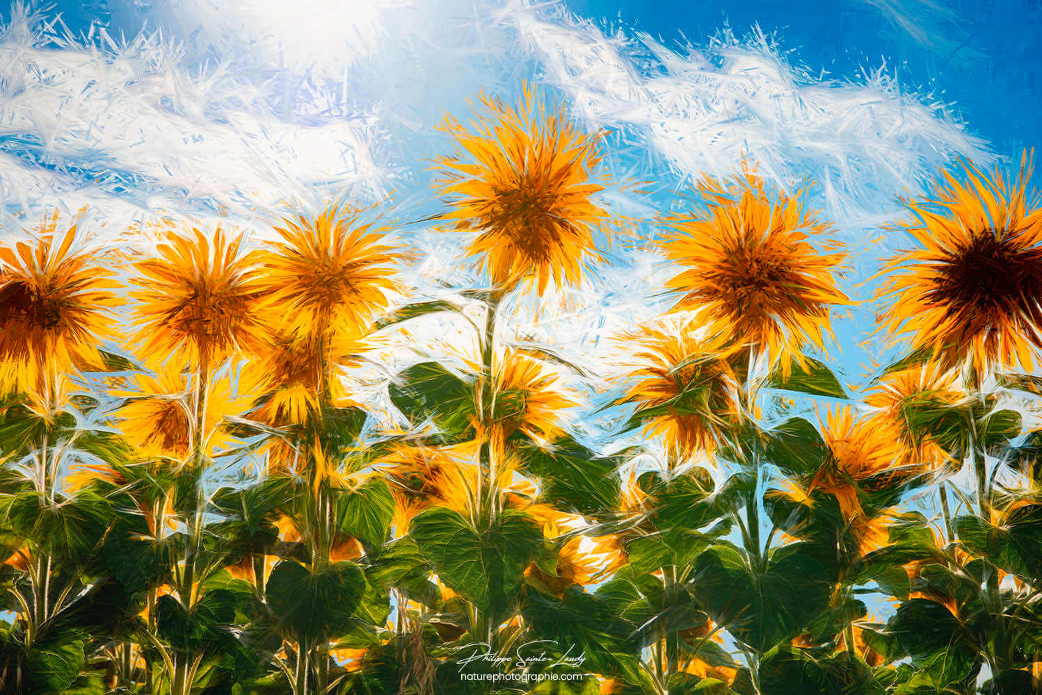 Effet Photoshop sur des tournesols