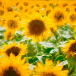 Fleurs de tournesols stylisées